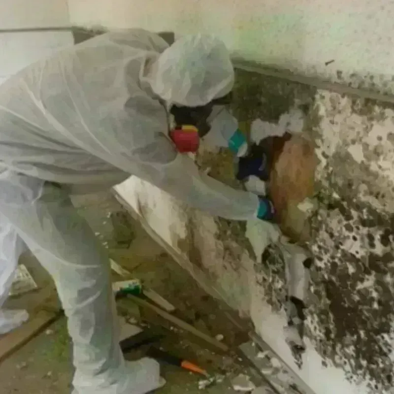 Mold Remediation and Removal in Lebanon, PA